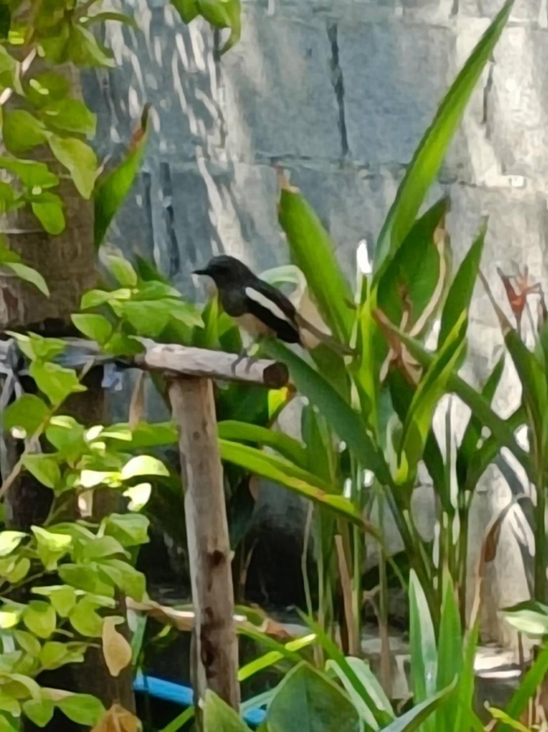 ホテル Baan Debtida バンコク都 エクステリア 写真